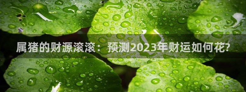 威廉希尔(williamhill)登录界面入口：属猪的财源滚滚：预测2023年财运如何花?